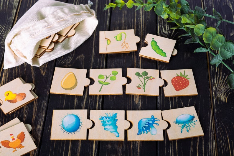 Life cycle wooden puzzle for toddlers with colorful illustrations shows the pattern of plant and animal life cycles.