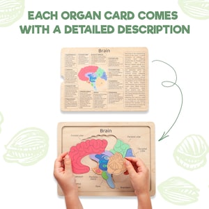 Puede incluir: Un rompecabezas de madera del cerebro con segmentos anat&oacute;micos coloridos y una tarjeta informativa con el texto EACH ORGAN CARD COMES WITH A DETAILED DESCRIPTION y una gu&iacute;a numerada que explica las funciones de los l&oacute;bulos cerebrales.