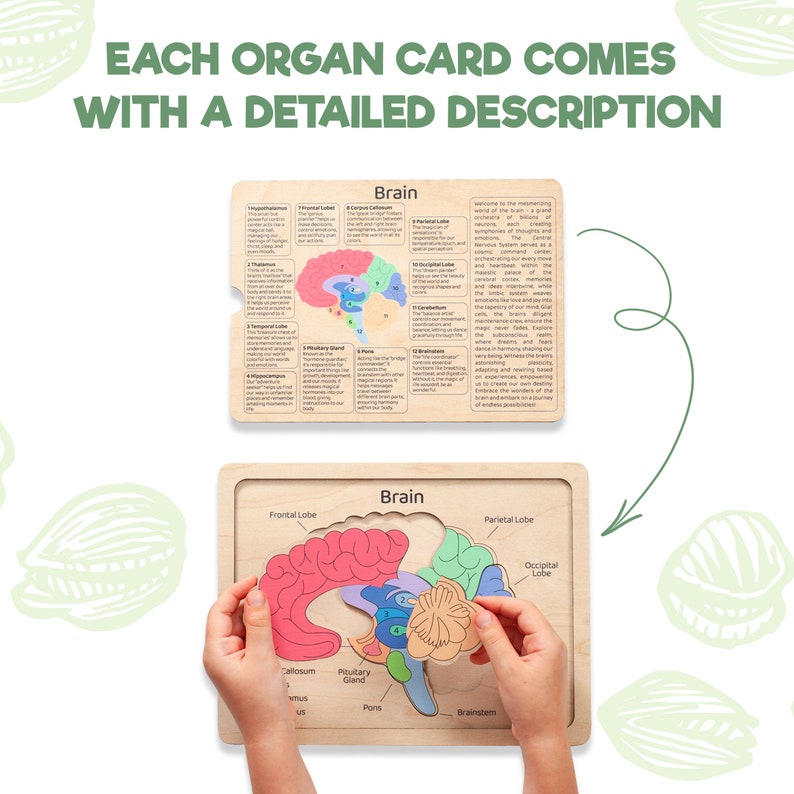 Puede incluir: Un rompecabezas de madera del cerebro con segmentos anat&oacute;micos coloridos y una tarjeta informativa con el texto EACH ORGAN CARD COMES WITH A DETAILED DESCRIPTION y una gu&iacute;a numerada que explica las funciones de los l&oacute;bulos cerebrales.