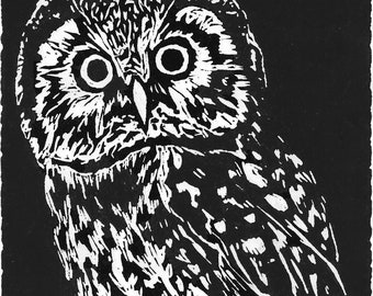 Boreal Owl Print