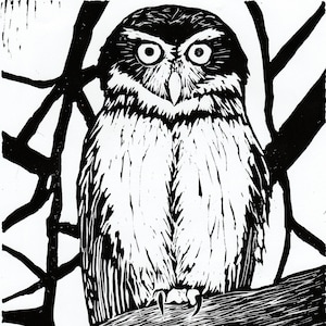 Spectacled Owl Print