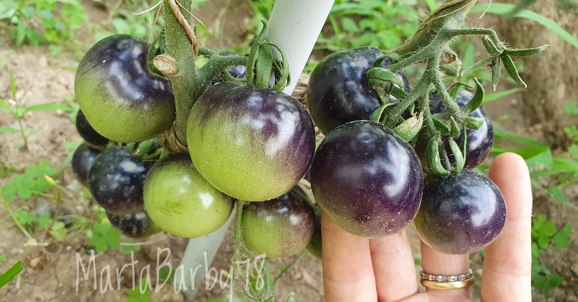 Nero Kumato Tomato Seeds No GMO Seeds Gift Italian Tomato Etsy Canada