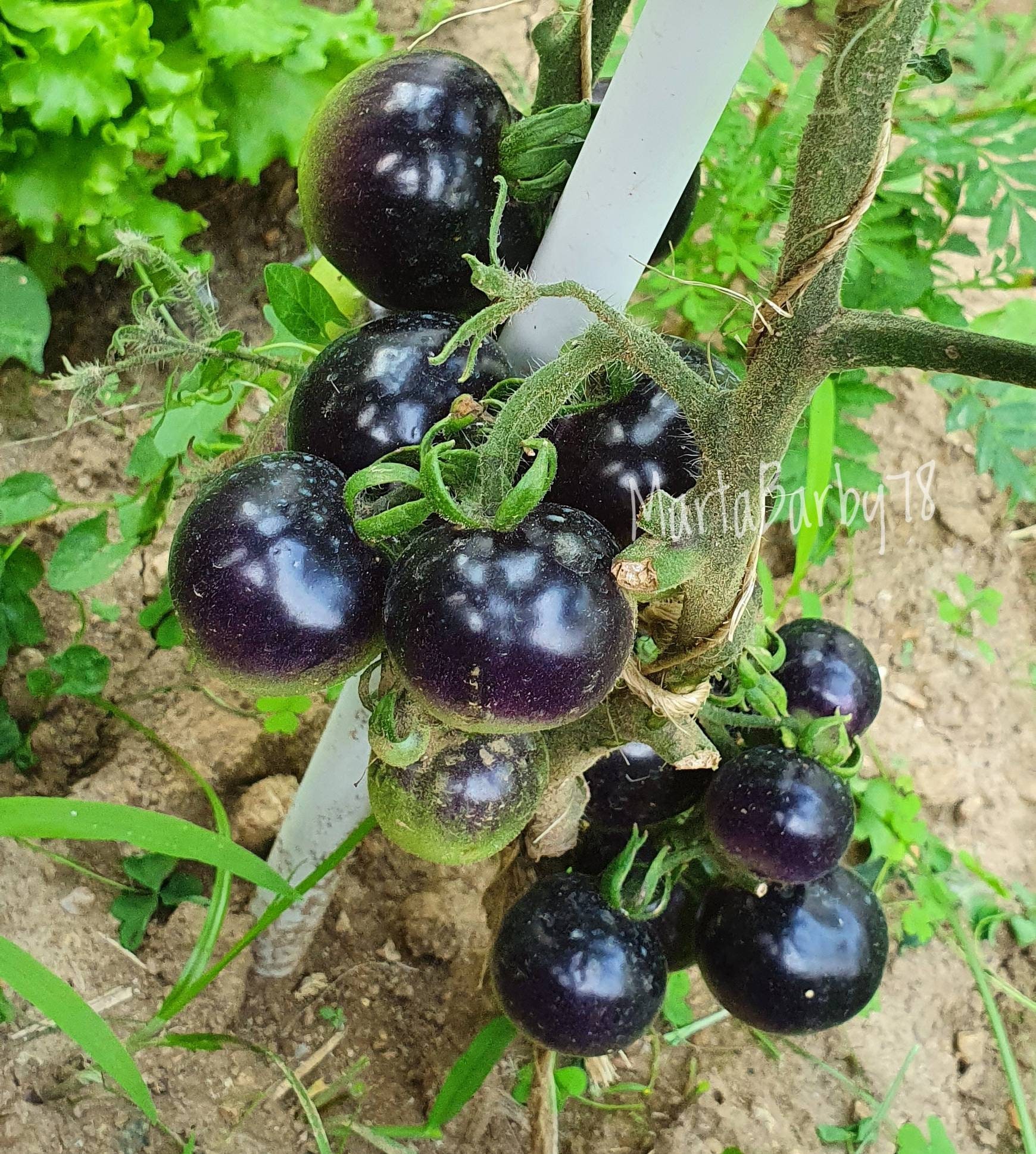 Nero Kumato tomato seeds no GMO Seeds Gift Italian tomato ...
