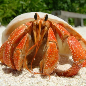 May include: A close-up of a red and orange hermit crab with black eyes, holding onto a white seashell. The crab is on a white sandy beach.