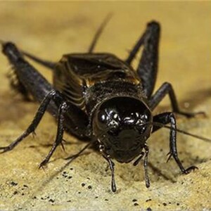Image showcasing Tropiczone Cricket Performance Gut Load, Cricket Food, Roach Food ...