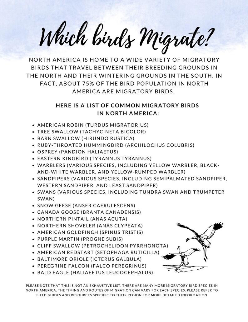 K&ouml;nnte beinhalten: Ein wei&szlig;es Poster mit dem Titel "Which birds Migrate?" in Schreibschrift. Es listet h&auml;ufige Zugv&ouml;gel in Nordamerika auf, wie das Amerikanische Rotkehlchen und den Wei&szlig;kopfseeadler, mit einer Zeichnung von V&ouml;geln im Flug.
