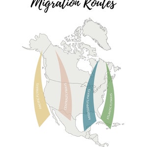 K&ouml;nnte beinhalten: Eine Karte von Nordamerika mit Migrationsrouten. Vier farbige Flugkorridore sind dargestellt: Pazifik, Zentral, Mississippi und Atlantik. Der Titel "Migration Routes" ist in Schreibschrift geschrieben.