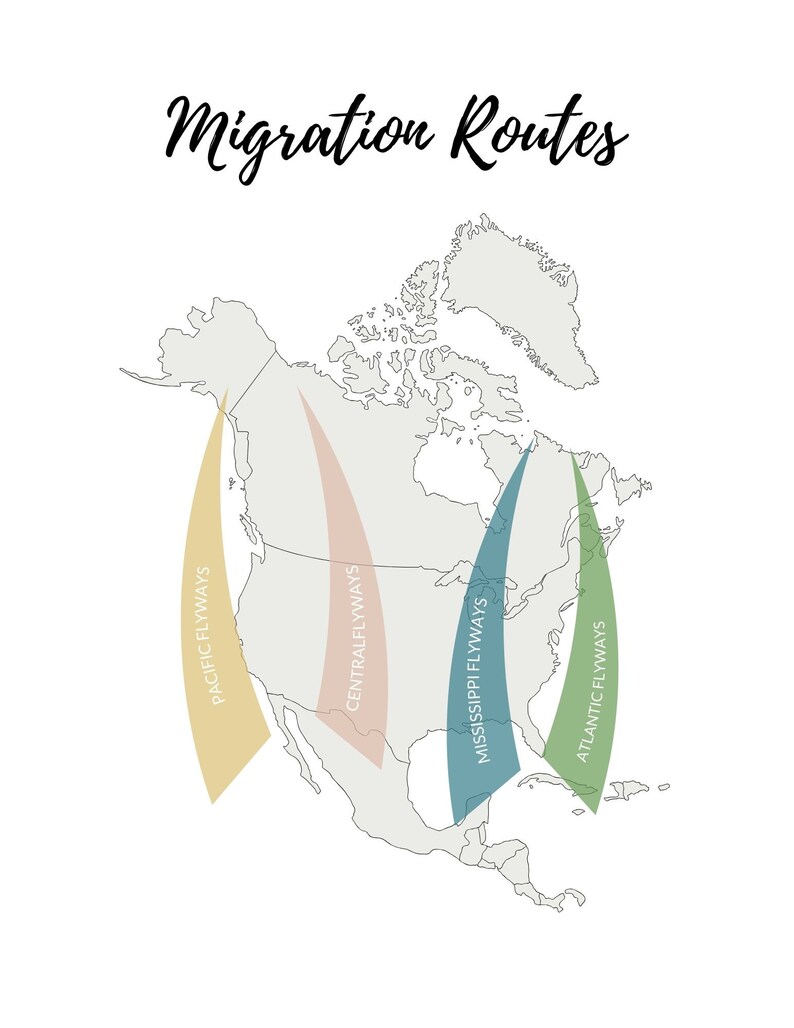 K&ouml;nnte beinhalten: Eine Karte von Nordamerika mit Migrationsrouten. Vier farbige Flugkorridore sind dargestellt: Pazifik, Zentral, Mississippi und Atlantik. Der Titel "Migration Routes" ist in Schreibschrift geschrieben.