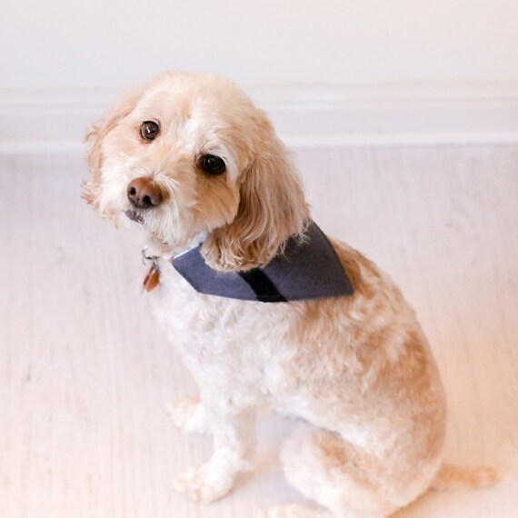 west point dog collar