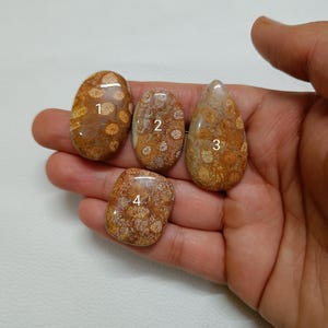 May include: Four polished fossil coral stones in shades of brown and tan, each with unique patterns. The stones vary in shape, including oval and teardrop forms. The coral fossils are displayed on a light background.
