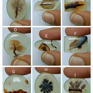 May include: Nine agate cabochons with various dendritic patterns in shades of brown, black, and white. The cabochons are oval and round in shape.