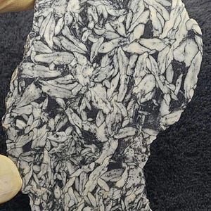 May include: A piece of natural stone with a striking pattern of white, leaf-like shapes against a dark gray background. The stone is irregularly shaped and appears to be a polished slab, showcasing its unique geological features.