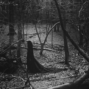 以下が含まれることがあります： 森の中に立つ、黒いマントを着た人物の白黒写真。人物は背が高く細身で、マントは地面に引きずられています。森は木々や落ち葉で密集しています。