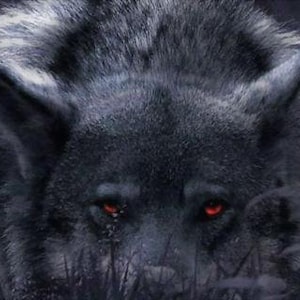 Puede incluir: Primer plano de la cara de un lobo negro con penetrantes ojos rojos. El pelaje del lobo es gris oscuro y texturizado, con un toque de blanco. La imagen está sobre un fondo oscuro, con algo de hierba visible en la parte inferior.