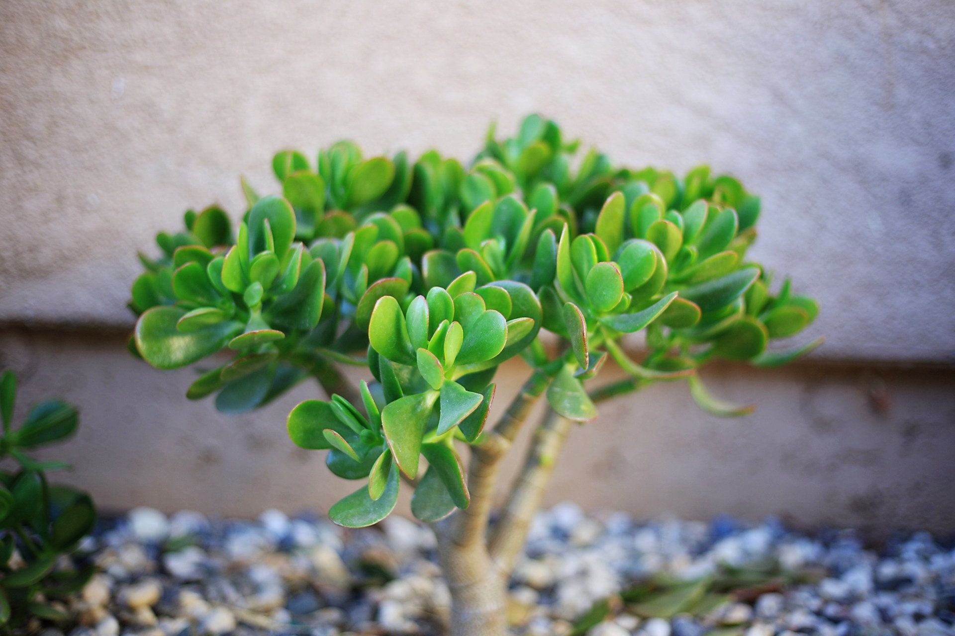 Jade Succulent Plant (Crassula ovata)