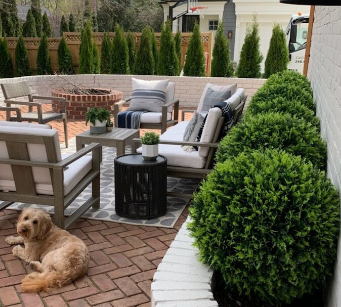 23 Size XL Cypress Topiary Ball Etsy Canada