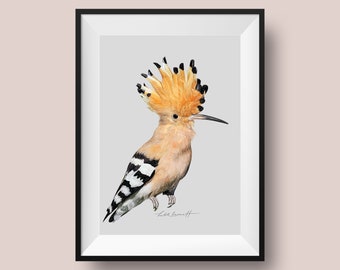 1958 Hoopoes Vintage Lithograph FramedUnframed - Giclee Fine Art Print
