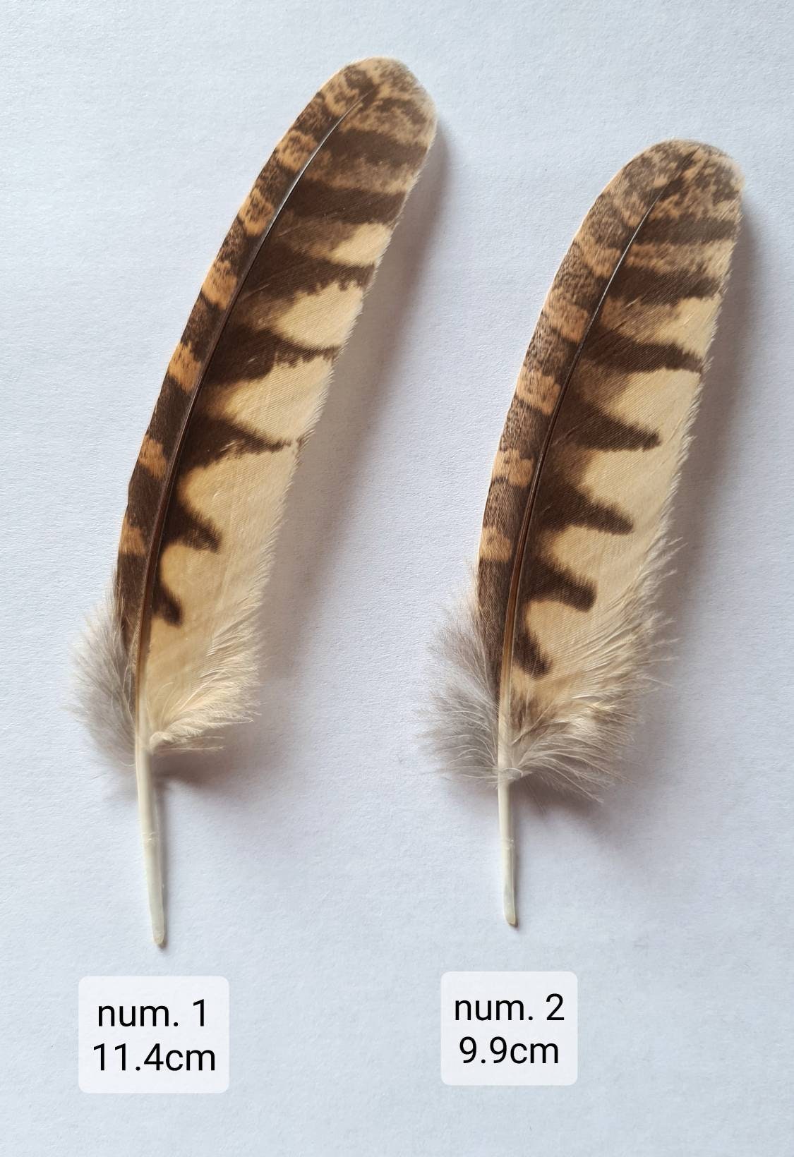 Tropical Screech owl moulted feathers Craft Decor supplies Etsy