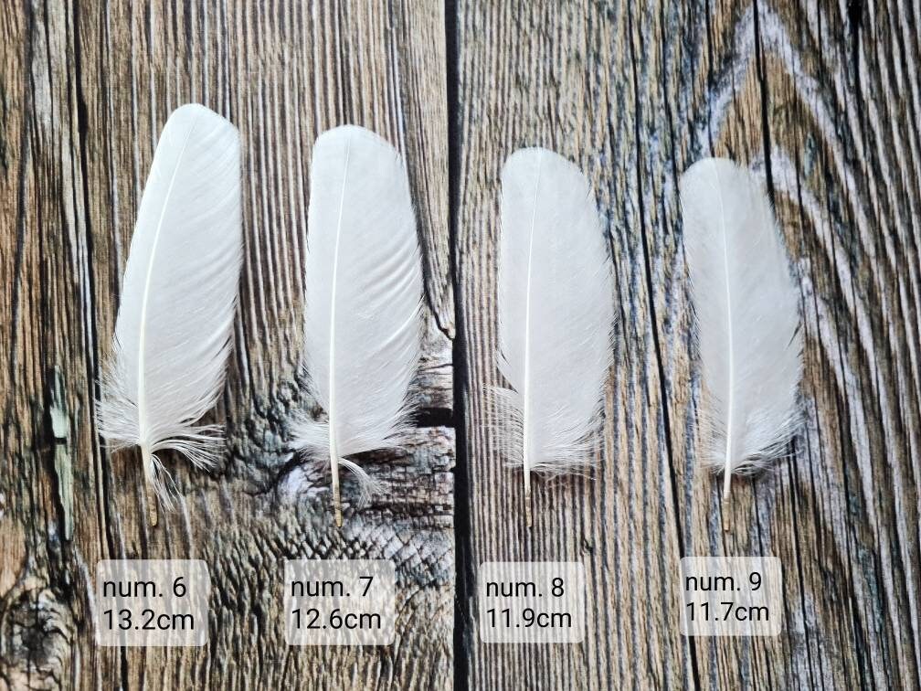 Very rare White owl feathers Hypomelanistic barn owl feathers Etsy