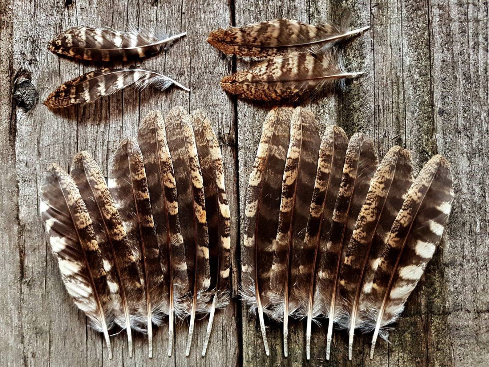 Very rare Javan Scops owl feathers Natural history collection Etsy