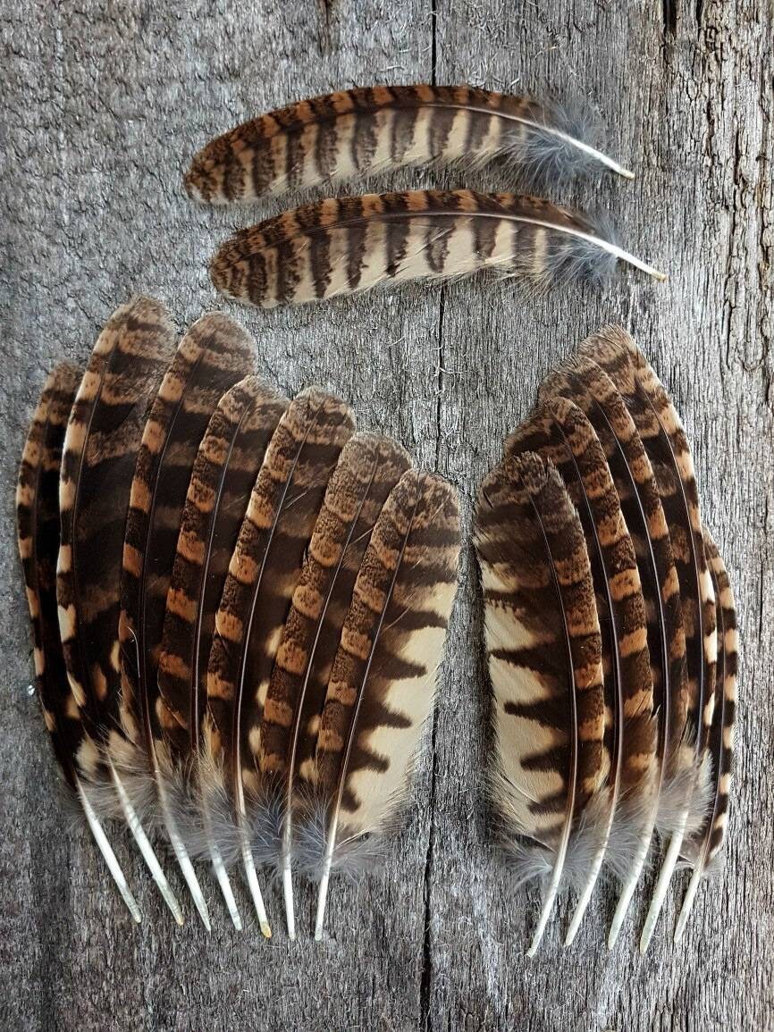 Tropical Screech owl moulted feathers Craft Decor supplies Etsy