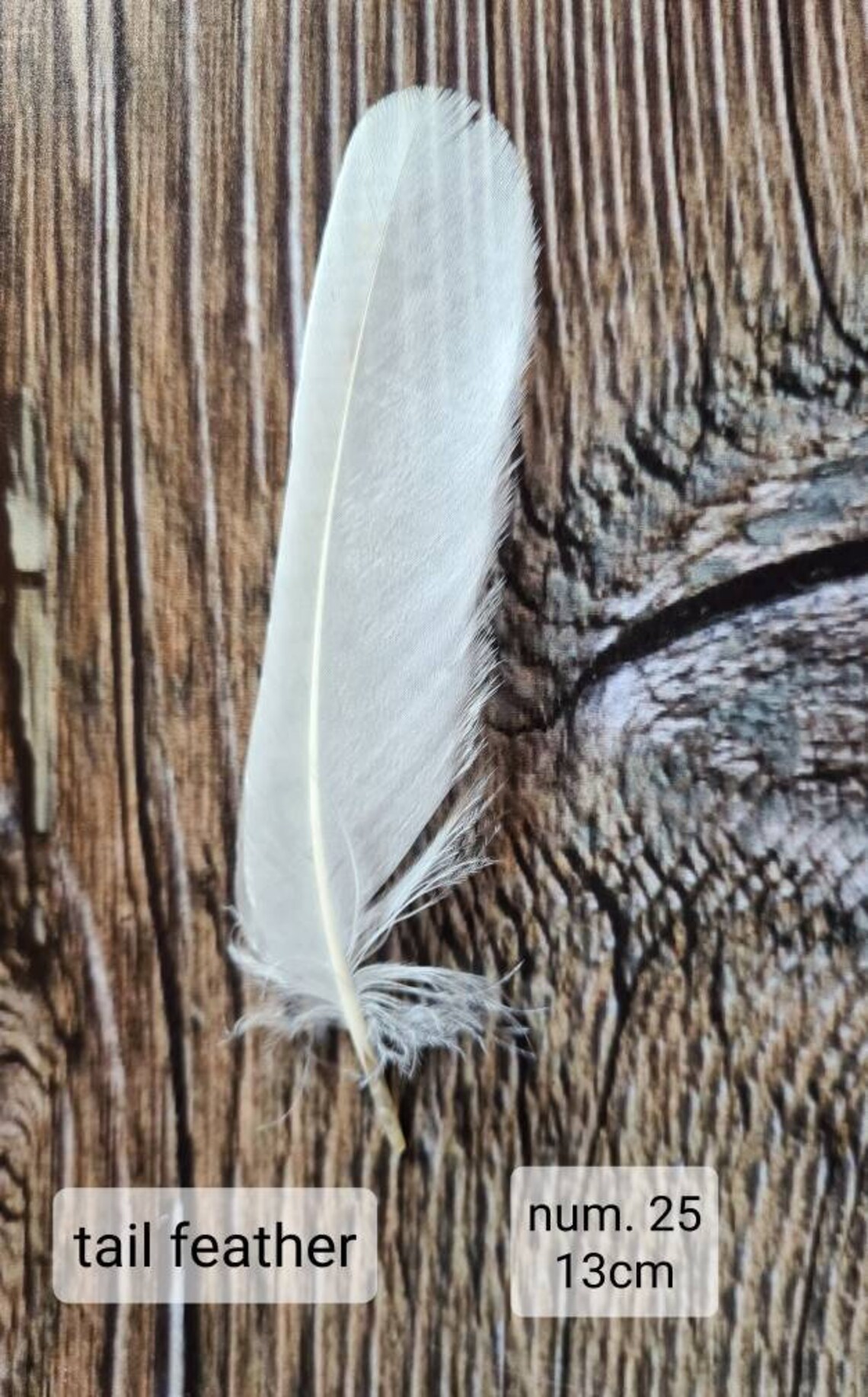 Very rare White owl feathers Hypomelanistic barn owl feathers Etsy