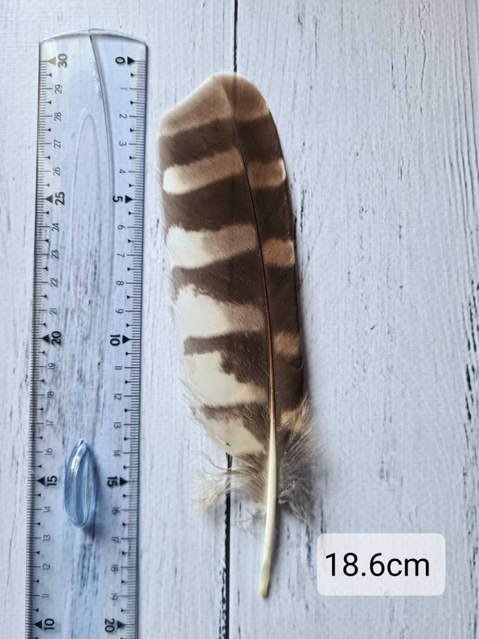 Barred Owl rare naturally moulted feather for Natural history Etsy