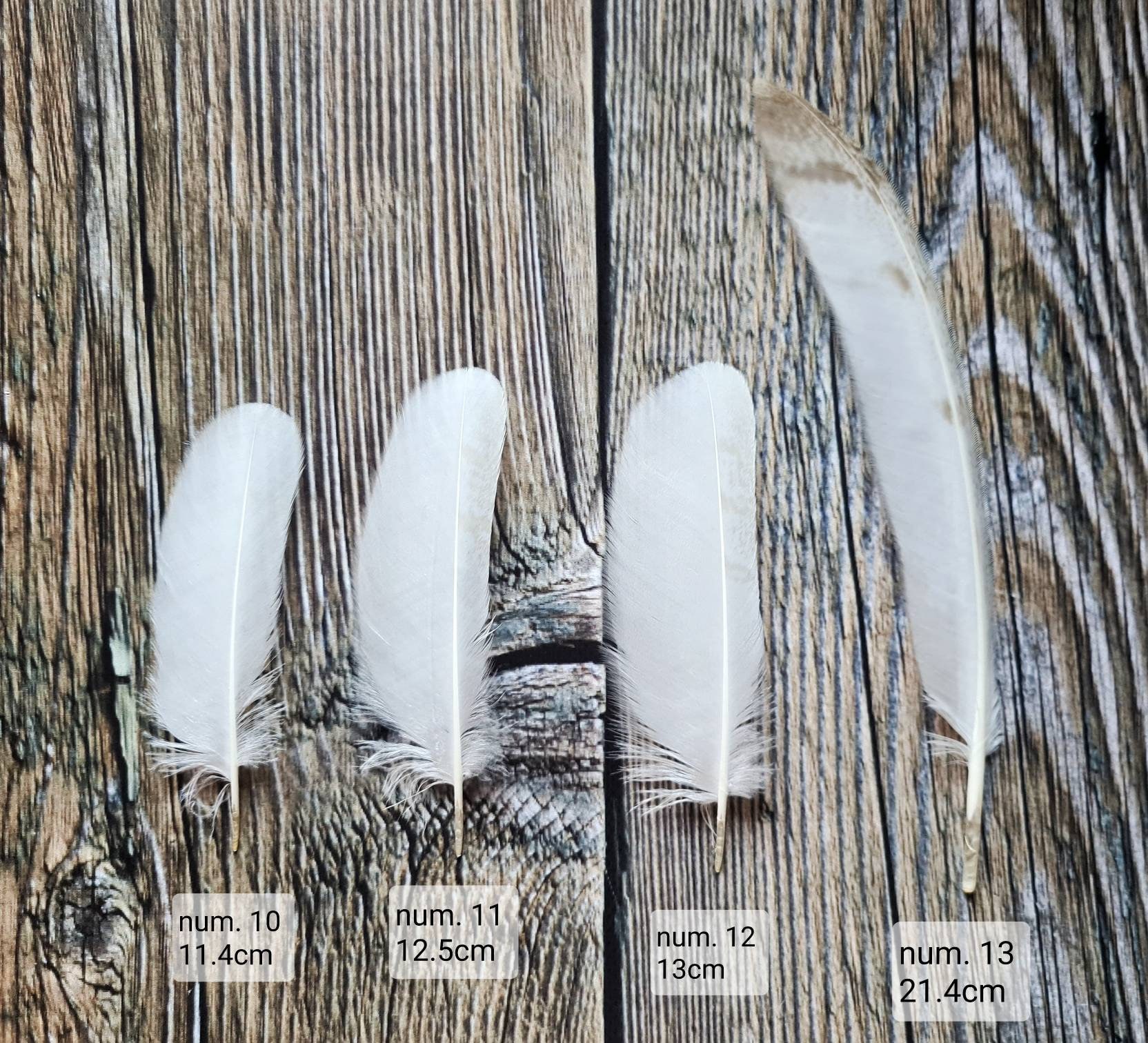 Very rare White owl feathers Hypomelanistic barn owl feathers Etsy