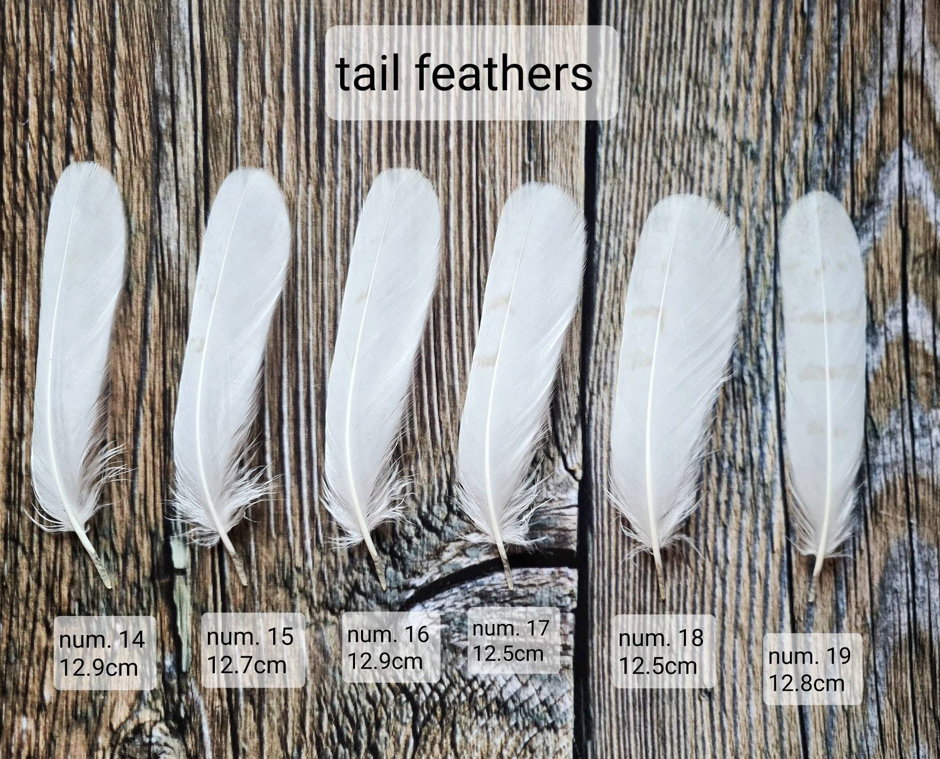 Very rare White owl feathers Hypomelanistic barn owl feathers Etsy