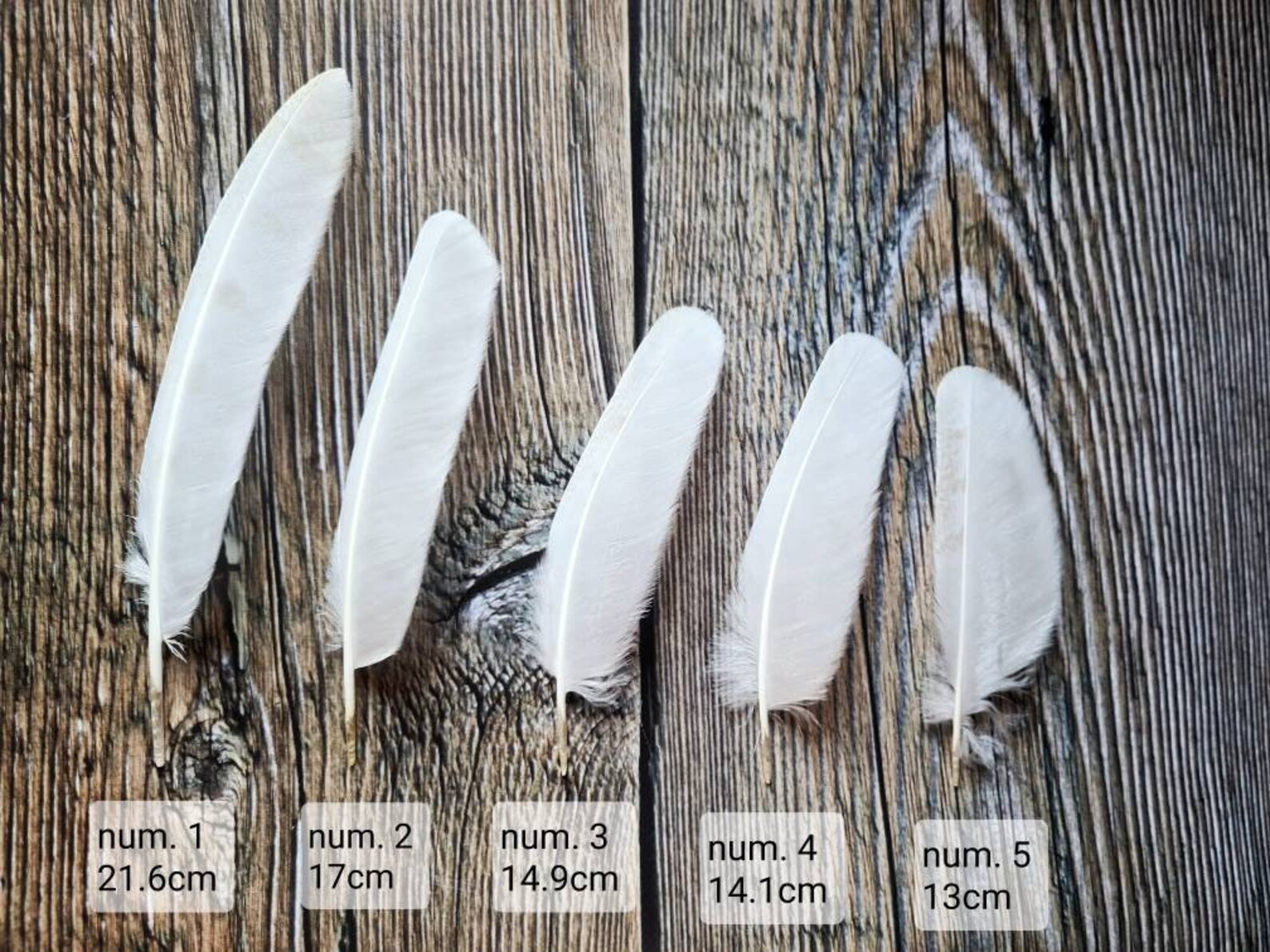 Very rare White owl feathers Hypomelanistic barn owl feathers Etsy