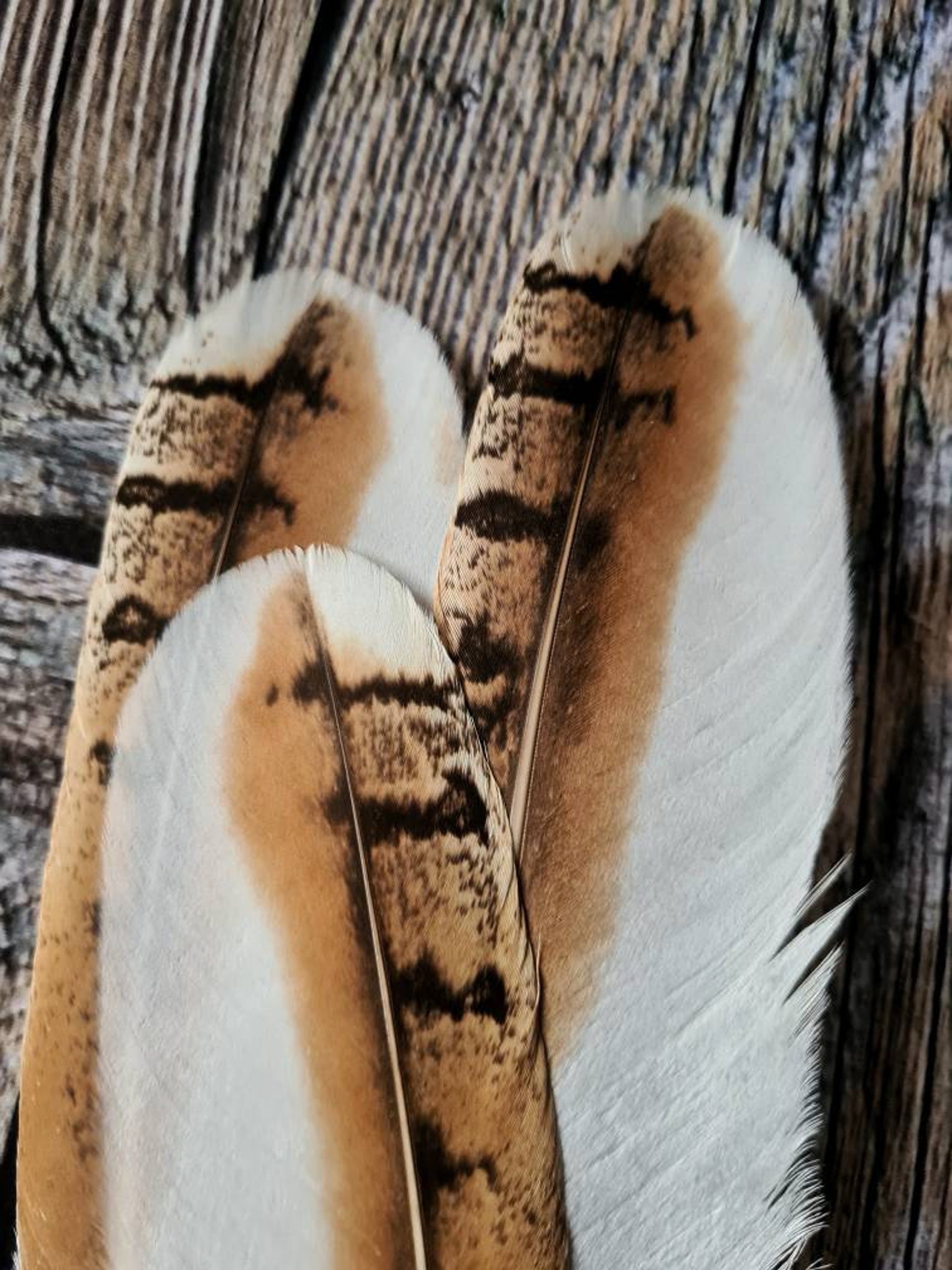 INDIAN Eagleowl feathers Big owl feathers Moulted bird Etsy