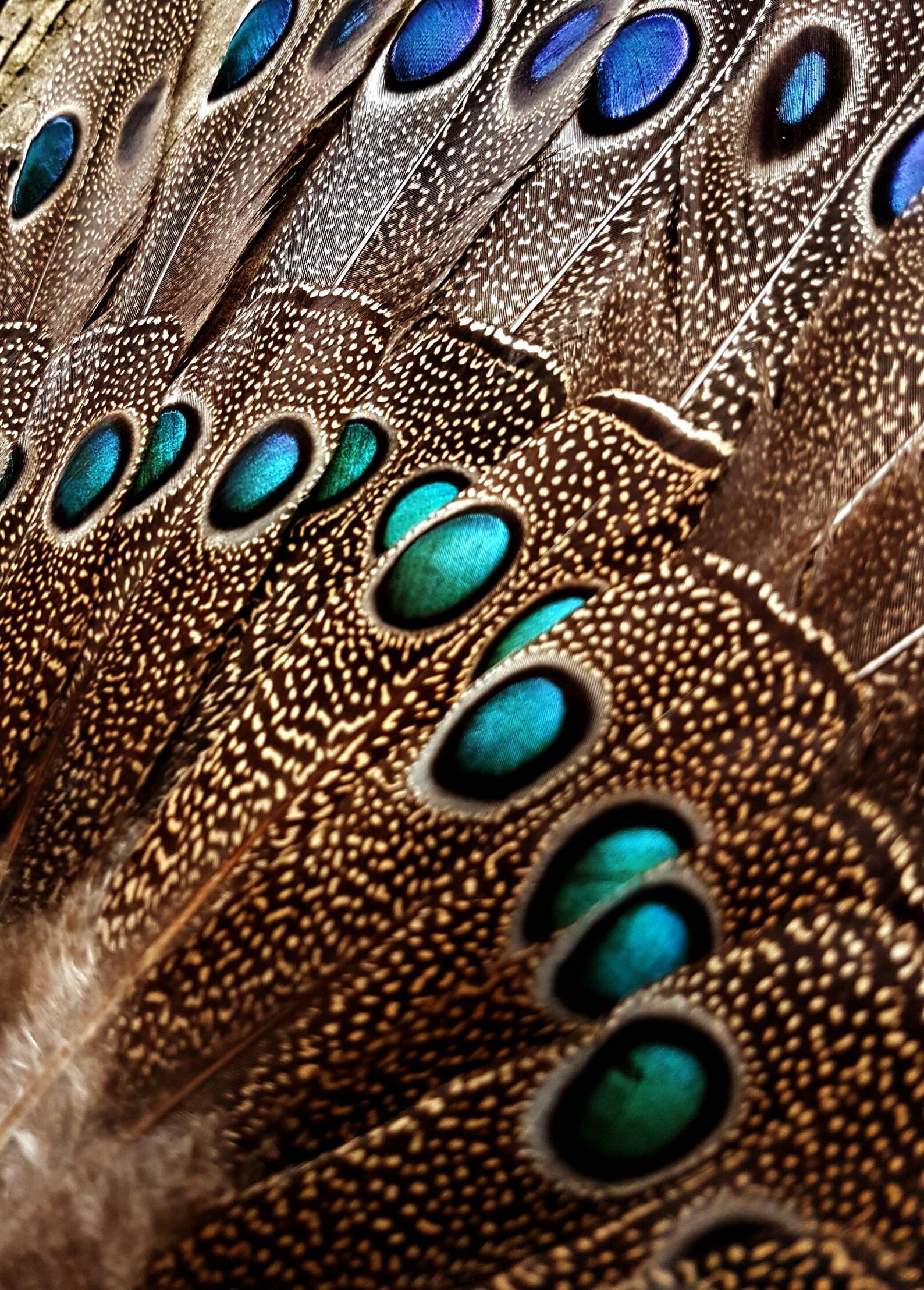 Palawan Peacock Pheasant moulted feathers Beautiful bird Etsy