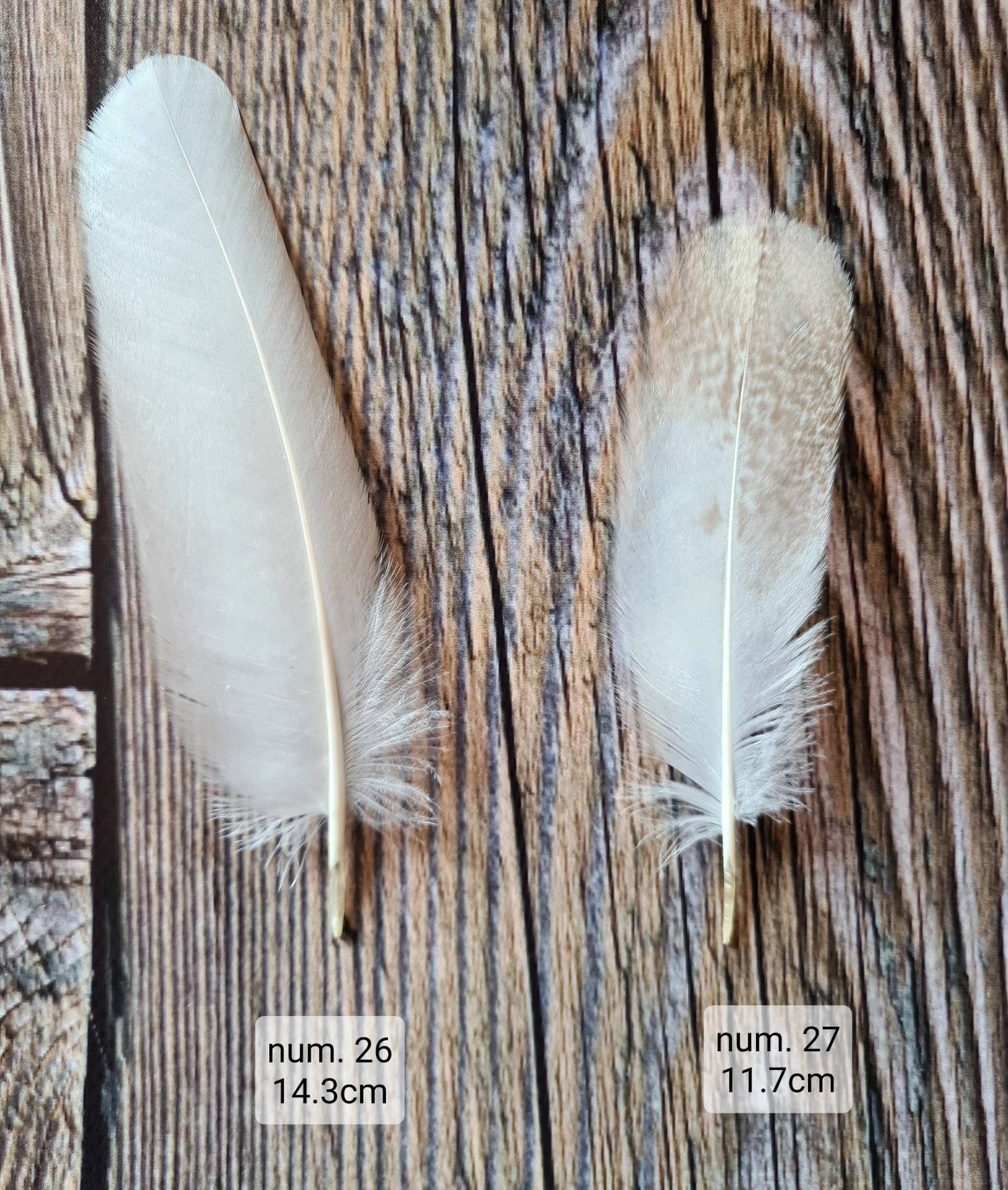 Very rare White owl feathers Hypomelanistic barn owl feathers Etsy