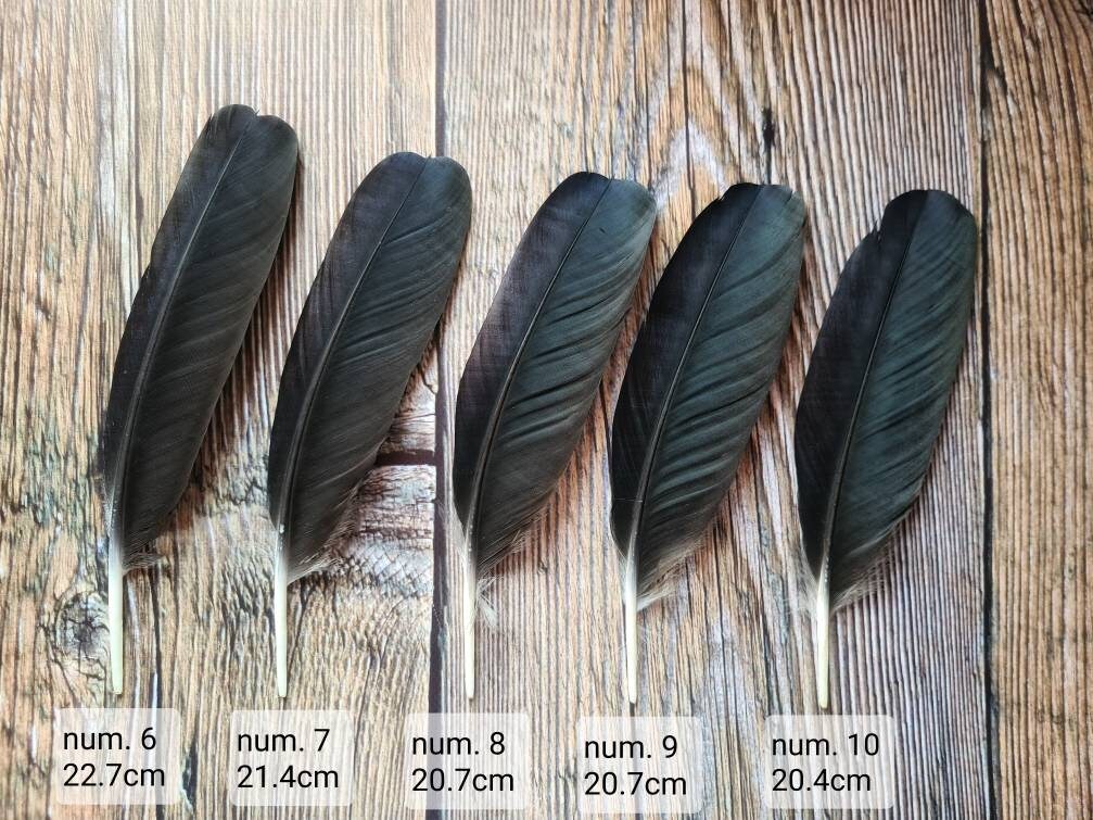 Raven black moulted feathers Bird feathers for crafting dream Etsy