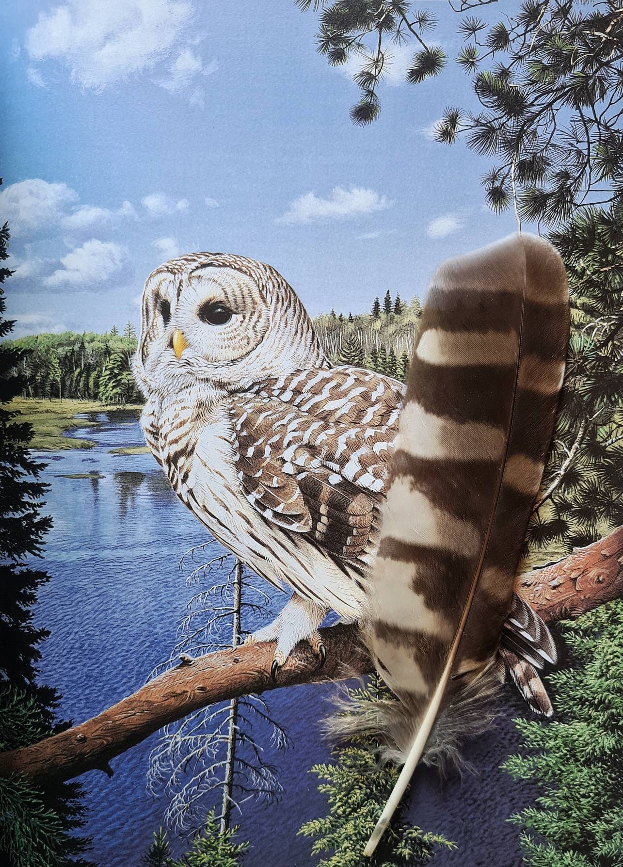 Barred Owl rare naturally moulted feather for Natural history Etsy