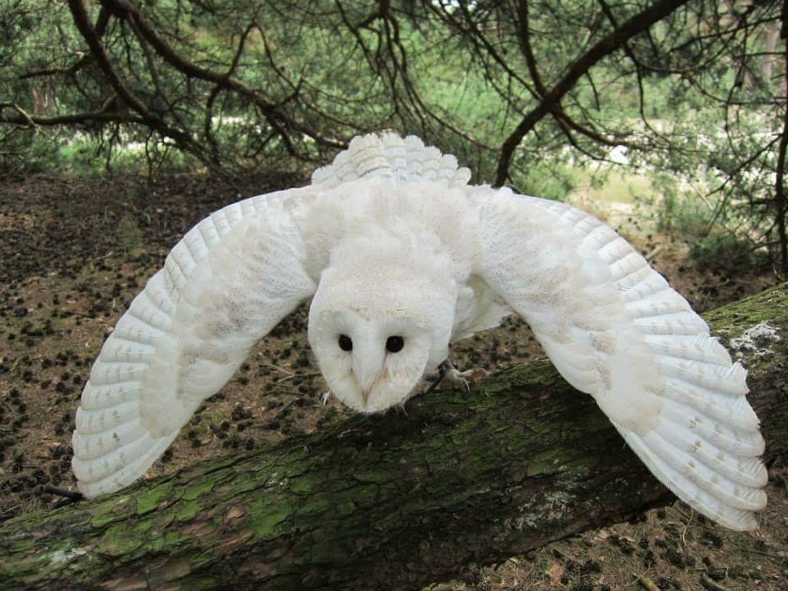 Very rare White owl feathers Hypomelanistic barn owl feathers | Etsy