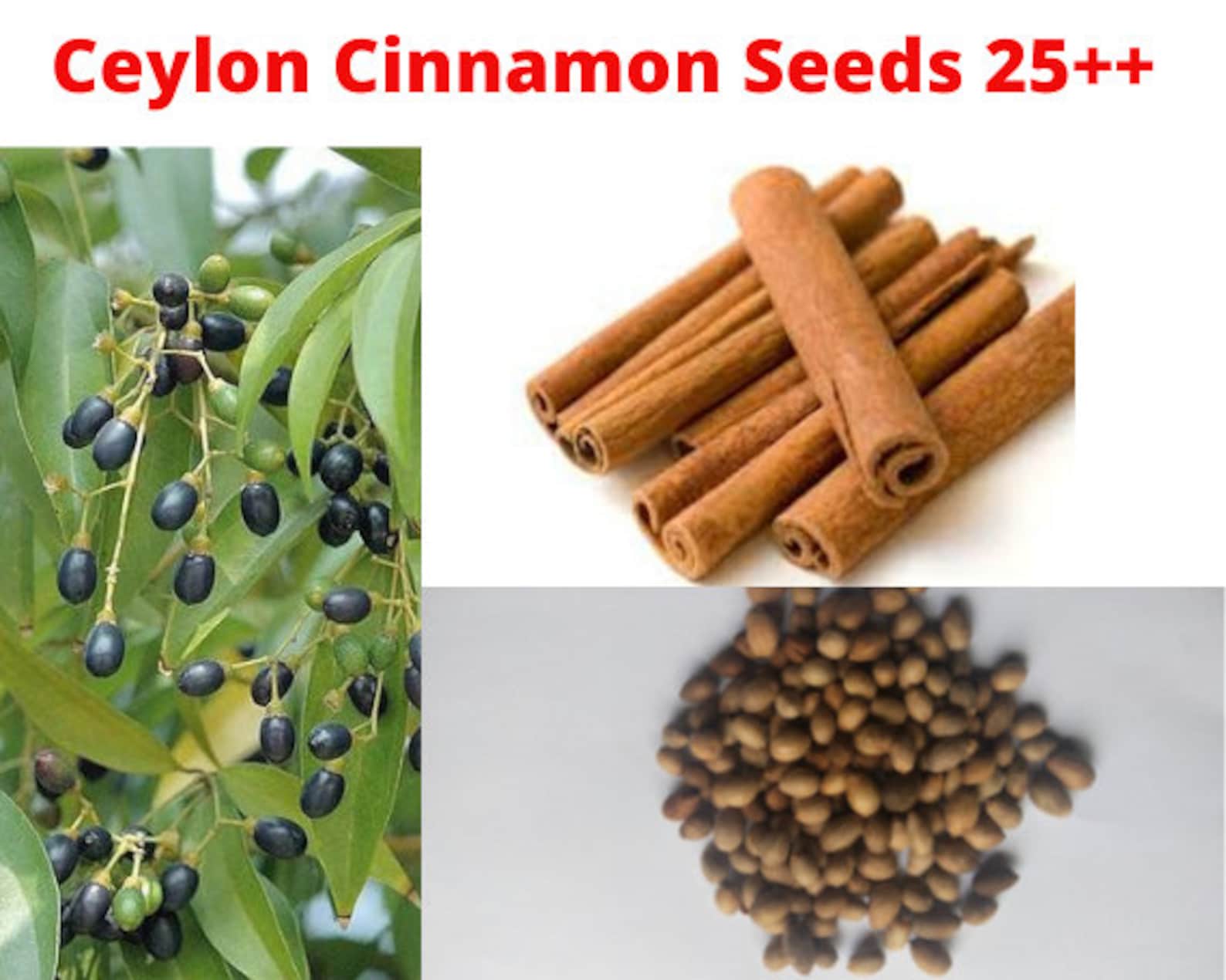 Ceylon Cinnamon Seeds 25 PackBest seeds for Indoor & Etsy