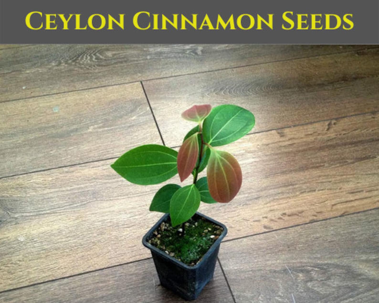Ceylon Cinnamon SeedsBest cinnamon seeds for Indoor & Outdoor Etsy