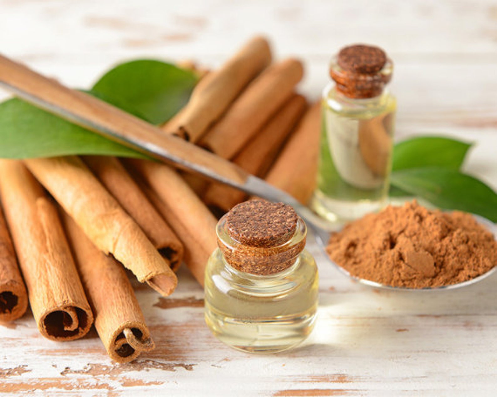 Ceylon Cinnamon Seeds 25 PackBest seeds for Indoor & Etsy