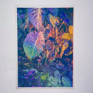Op de afbeelding: Een levendige print met een close-up van kleurrijke bladeren. De bladeren vertonen een reeks tinten, waaronder paars, groen, oranje en geel. Het kunstwerk is geplaatst tegen een donkere achtergrond, wat een opvallend contrast creëert. De afbeelding is een botanisch kunstwerk.