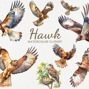 Pode incluir: Clipart de aquarela de um falcão em várias poses. O falcão é representado em tons de marrom, branco e preto com penas detalhadas. O texto "Hawk Watercolor Clipart" está incluído na imagem.