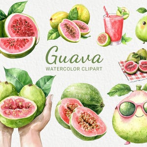 Guava Aquarell Clipart - 24 PNG lustige Bilder, coole Chibi Früchte, süßes Kawaii Essen, exotische Früchte, digitaler Download, kommerzielle Nutzung