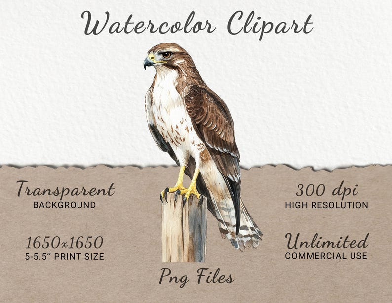 Hawk Rip Print Hawk Watercolor Clipart - 24 PNG Bird of Prey Clip Art, Wild Bird ...