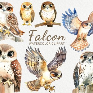 Puede incluir: Clipart de acuarela de halcones en varias poses. Los halcones son marrones, blancos y grises con detalles azules. El texto "Falcon Watercolor Clipart" está escrito debajo de los halcones.