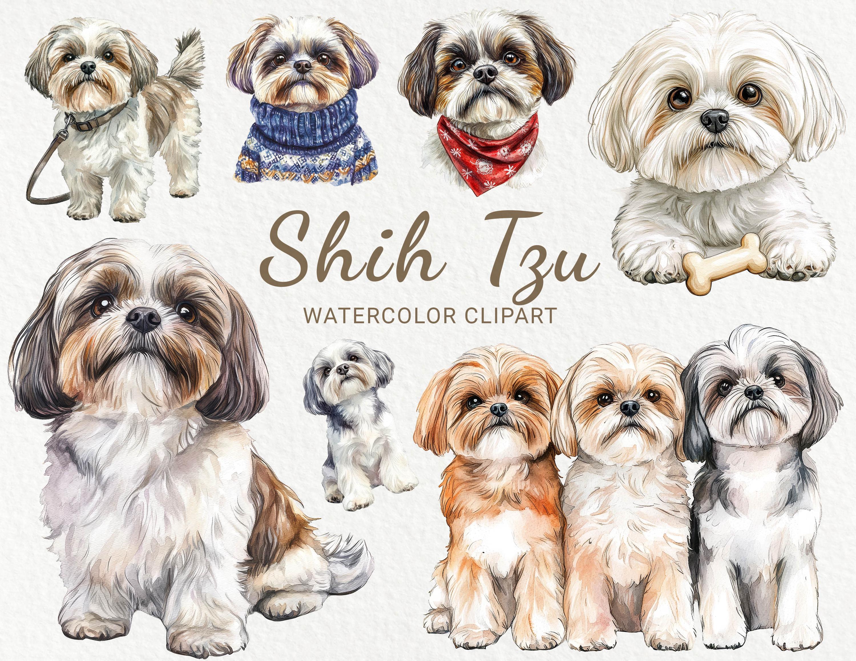 Shih Tzu Watercolor Clipart - 24 PNG Cute Dog Clip Art, Dog Breeds Clip ...