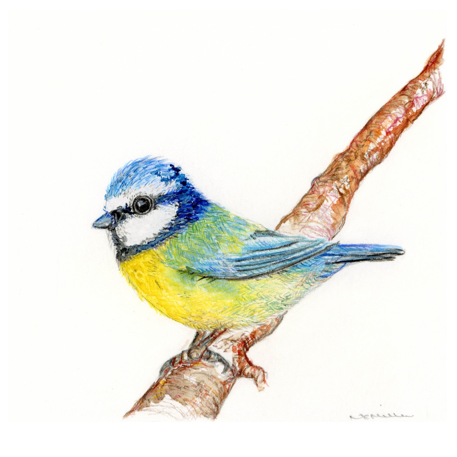 Actus et conseils : J'observe la mésange bleue | LPO