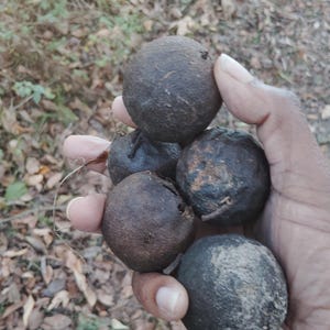May include: A hand holding a collection of dark brown, round walnuts. The walnuts have a rough, textured surface and vary slightly in color, with some appearing darker than others. The background shows fallen leaves and foliage.