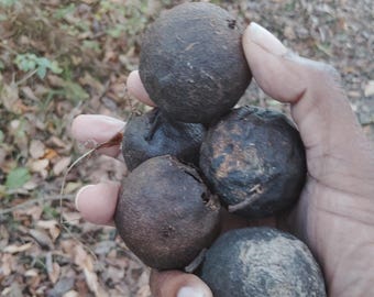 May include: A hand holding a collection of dark brown, round walnuts. The walnuts have a rough, textured surface and vary slightly in color, with some appearing darker than others. The background shows fallen leaves and foliage.