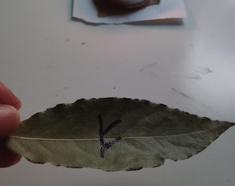Bay Leaf Intention Kit – Write, Burn, and Release Ritual
