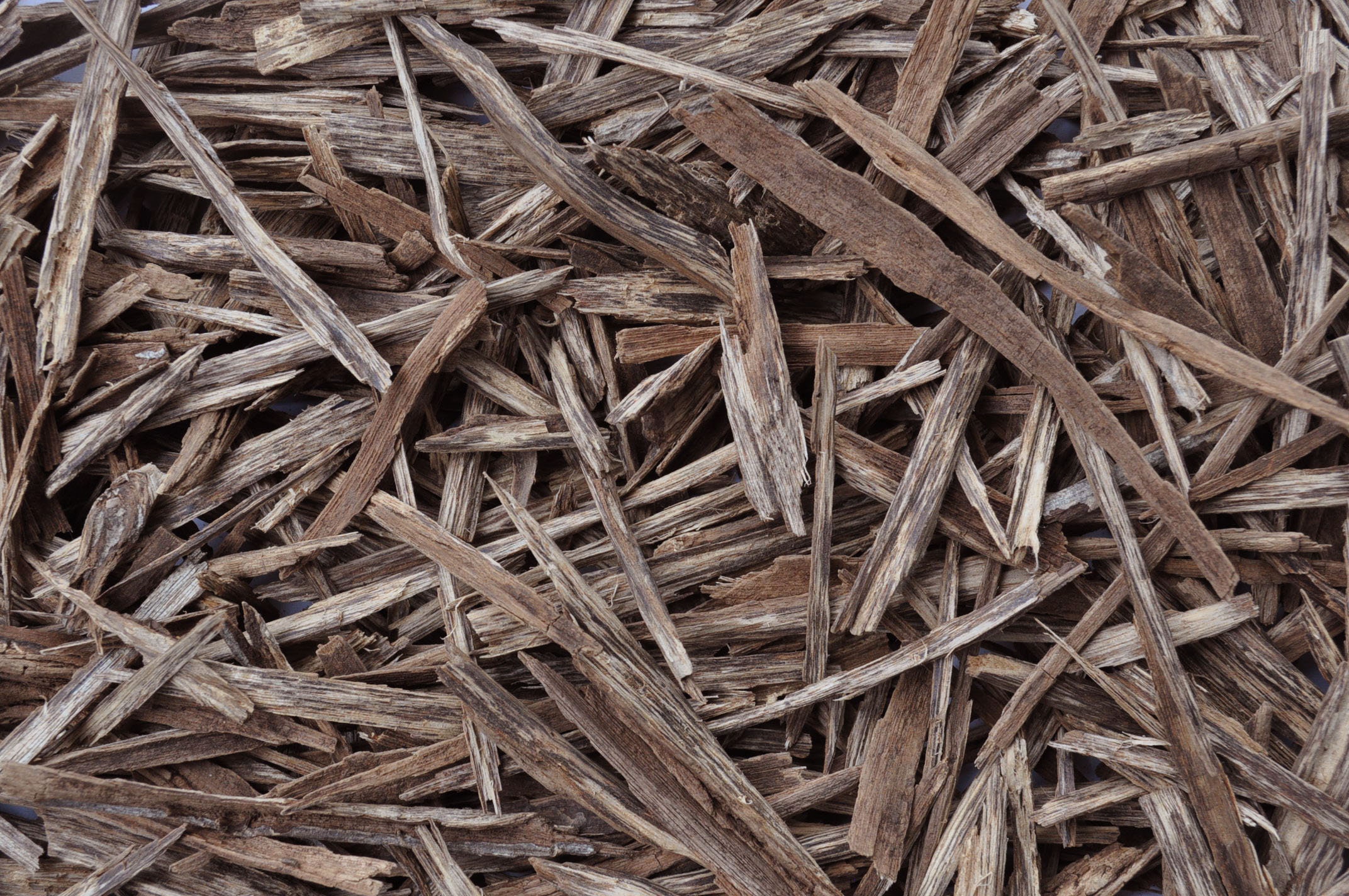 Bois d'agar Sauvage Candan Pekanbaru Sumatra Indonésie